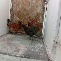 مرغ تخمگذار
