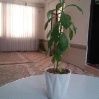 گل زیبا|گل و گیاه طبیعی|سرپل ذهاب, |دیوار