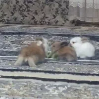 واگذاری چندعددبچه خرگوش