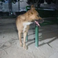 واگذاری سگ ژرمن