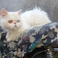 گربه