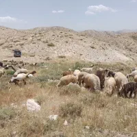چند راس بز جوان داشتی