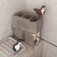 کفتر