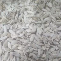 بذر خیار چنبر دیم به شرط