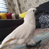کاکادو تاج زرد سایز ۳
