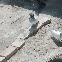 کفتر5سایت‌برش