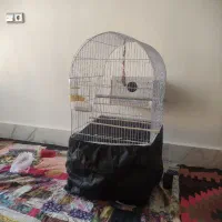 یک جفت عروس هلندی با 2 تا تخم