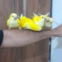 پرنده خاص اول بخونید