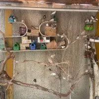 فنچ|پرنده|اصفهان, کوی راه حق|دیوار