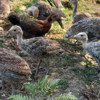 جوجه بوقلمون و جوجه مرغ محلی