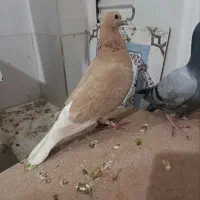 پلاکی زرد