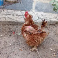 مرغ طبیعی