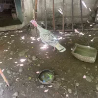 فروش بوقلمون ماده تخم گذار داشتی