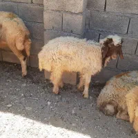 بره نر سه ماهه