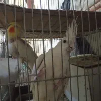 یک جفت عروس روی تخم