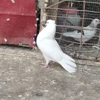 کفتر