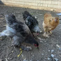 جوجه برهما حدودا ۴ماهه