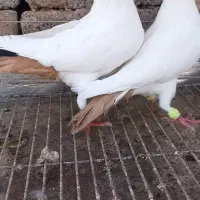 جفت دزرد گوهک کرمانی