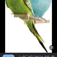 یک مرغ عشق پیدا شده