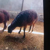 بره  نَـر قوچ هـمــو