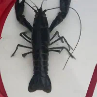 لابستر