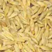 جو محلی