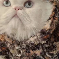 گربه پرشین نر عقیم شده