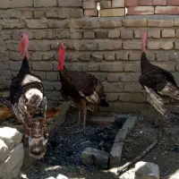 بقلمون محلی سرحال