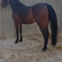 فروش و خرید اسبه پالونی 37