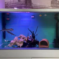 ماهی گوشتخوار الیگیتور (گار) سوروم رد اسپات و پرت