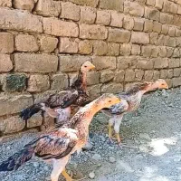 خروس لاری