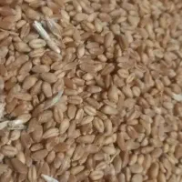 گندم