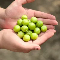 فروش عمده و خرده الوچه