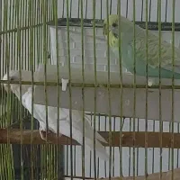 مرغ عشق