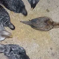 جوجه امروک دوماهه