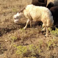 یک راس بره قوچ پلنگی بی گوش