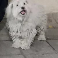 سگ.|سگ|بروجرد, |دیوار