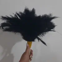 گردگیر شترمرغ به صورت تک وعمده