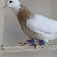 طوقی درجه یک پا بلند خوش نقش