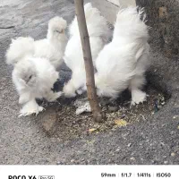 نژاد برترابریشمی کابوئی سرحال . نژاد اصل