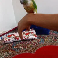 طوطی گرینچیک