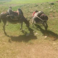 الاغ