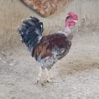 خروس گلین گردن لخت