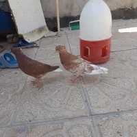 یک جفت کفتر دم سفید جوجه