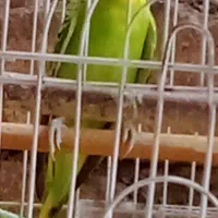 مرغ عشق|پرنده|ساوه, |دیوار