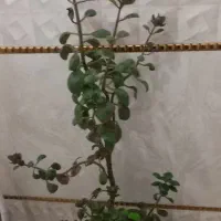 گل  قاشقی