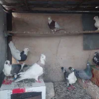 سلام فروش چندکبوتر