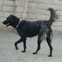 ماده قدرجونی