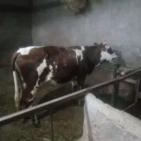 نوبر ۷ ماه آبستن