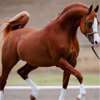 اجاره سه عدد اصطبل اسب با کارگر